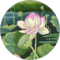 Carol Uphoff Avatar