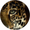 VL Hudson Avatar
