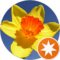 Daffodil 26 Avatar