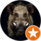 Schwein Hund Avatar