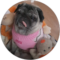 Razr Pug Avatar