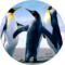 Diss's on Friends Avatar