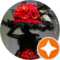 Jessica Wolvek Avatar