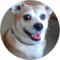 Bark Angel Avatar