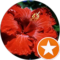 MsCarol Acosta Avatar