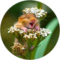 Drea Izms Avatar