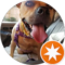 patrick Hippydog Avatar