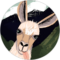 S F Avatar
