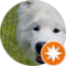 Copie Harris Avatar