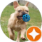 Posh Pets Avatar