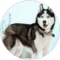 Daniella Jackson Avatar