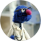D Ghamandi Avatar