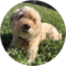 Habs Labs Avatar