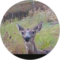 Law Cannon Avatar