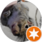 Shenanigans SquirrelingAround Avatar