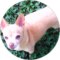 Daisy Johanson Avatar