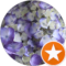 Deanna Van Pyrz Avatar