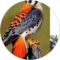 Raul Avatar