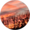 Roseann Santini Avatar