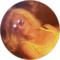 Renee Odom Avatar