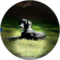Pummy Smalley Avatar