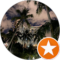 Vae Freyra Avatar