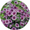 Kathy Sidders Avatar