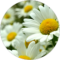 The Chisholms Avatar