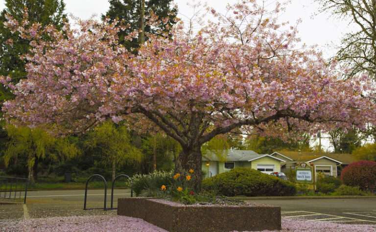 Cherry Tree Law(Formerly Kara H Daley Law)