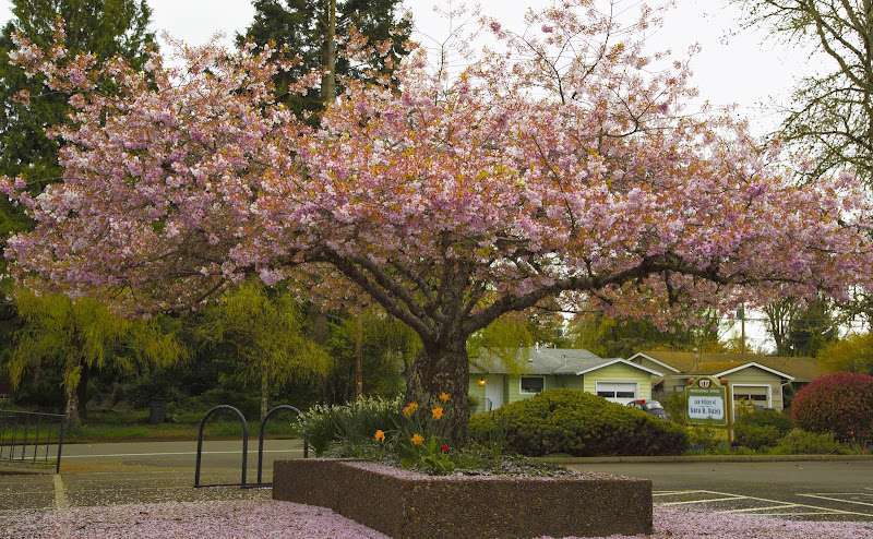 Cherry Tree Law(Formerly Kara H Daley Law)