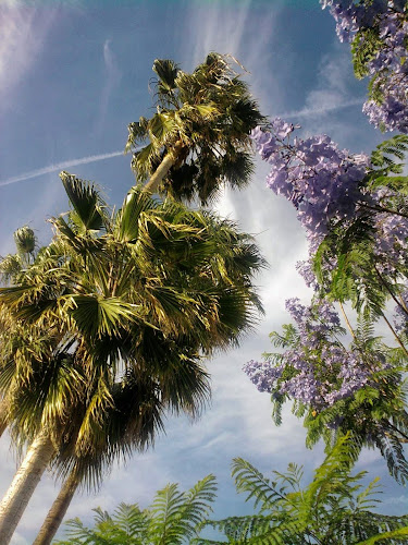 Joseph S. Pearl, LL.M.