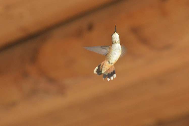 Law Office of Kathleen Walls, PC