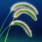 Debra K. Schuster, Paule, Camazine & Blumenthal, P.C.