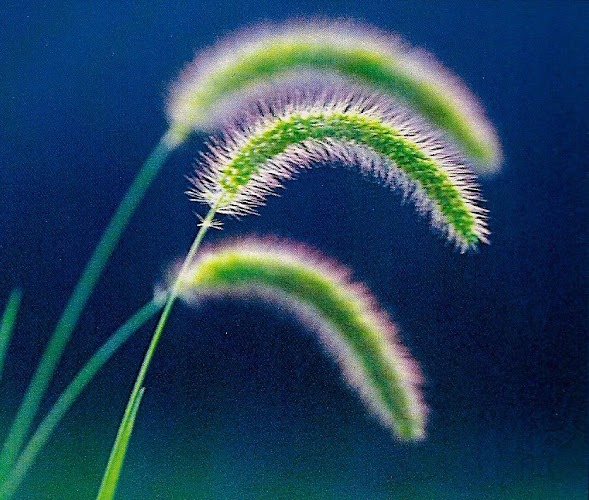 Debra K. Schuster, Paule, Camazine & Blumenthal, P.C.