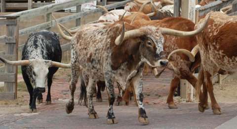 Whitburn & Pevsner, PLLC