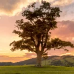 Mitchell, Brown & Associates, LLC