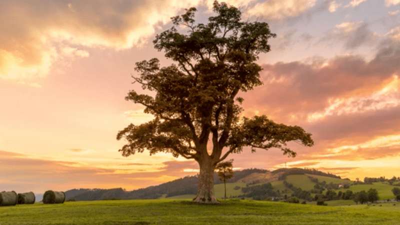 Mitchell, Brown & Associates, LLC