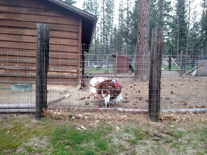 Peter M Talia Law Office