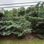 Reed Risner law Firm