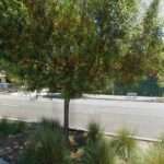 Metis Law Group, LLP