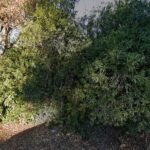 McCarthy & Rubright, LLP