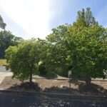 William E. Schireman