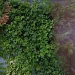 Northwest Consumer Law Center