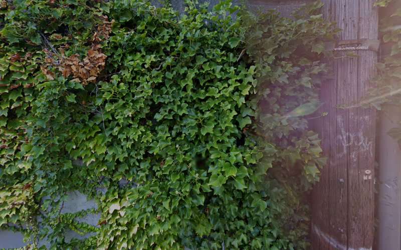 Northwest Consumer Law Center