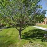 Cynthia Tofflemire Law Office