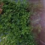 Wong Bauman Law Firm PLLC