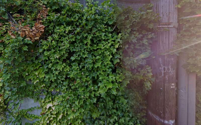 Wong Bauman Law Firm PLLC