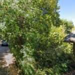 Constitutional Law Foundation