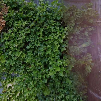 Attorney Portrait